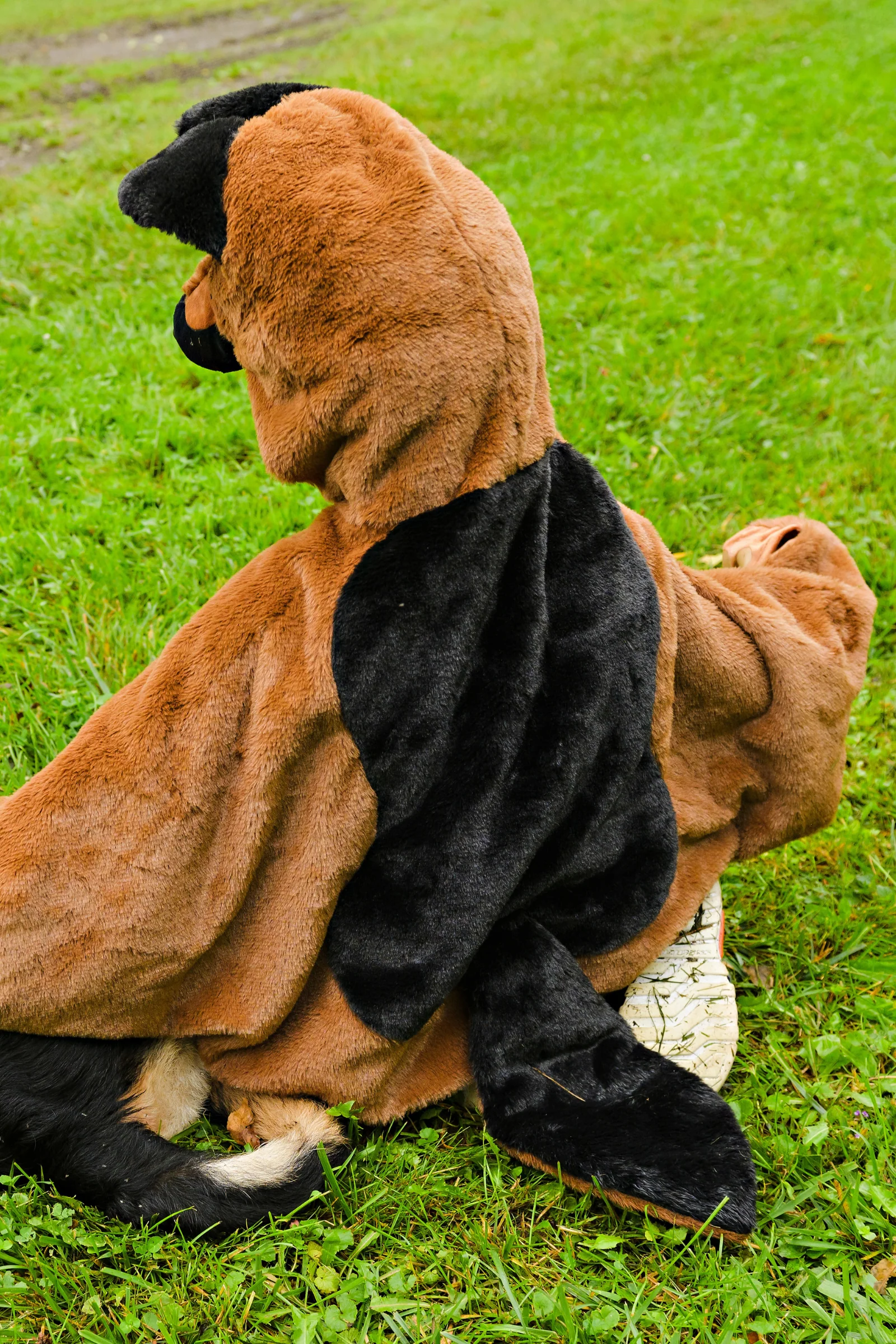 German Shepherd Dog Cuddle Cape - Image 3